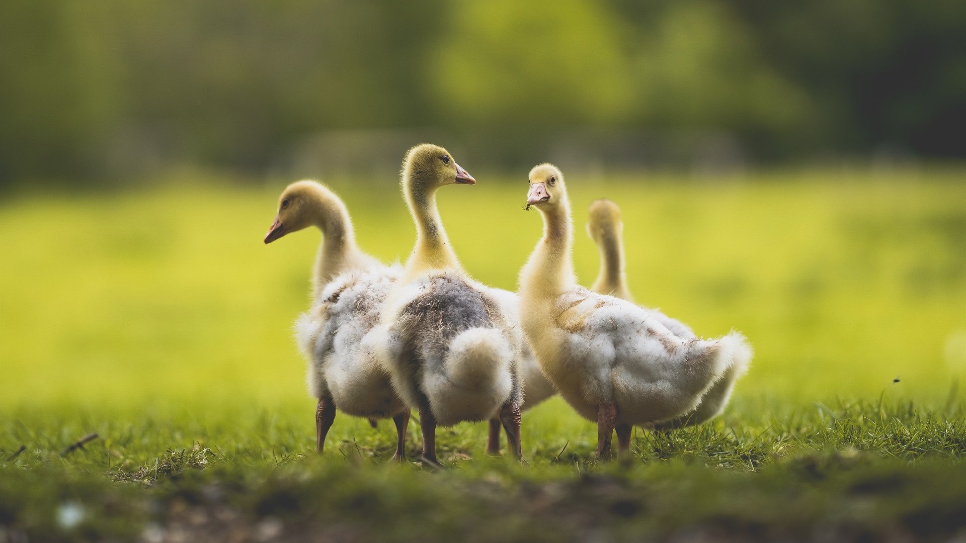里昂之昂,当冷门成为热望,绝杀点燃足球纯粹之光