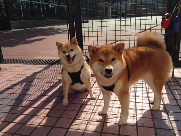 东方两股旋风,奥地利队鏖战展意志,梁靖崑暴起点燃赛场魂