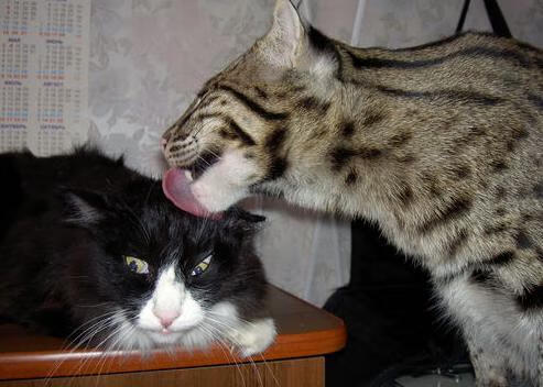 世纪友谊赛,皇马新王绝境亮剑,奥亚尔萨瓦尔一球封神!