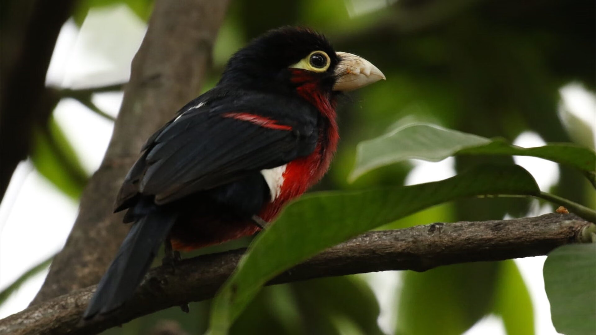 冠军基因觉醒！范弗利特降维打击，篮网踏平广厦诠释体系碾压