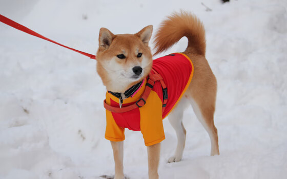 孤星闪耀,却照不亮费城的夜,马克西61分之夜见证魔术的团队收割