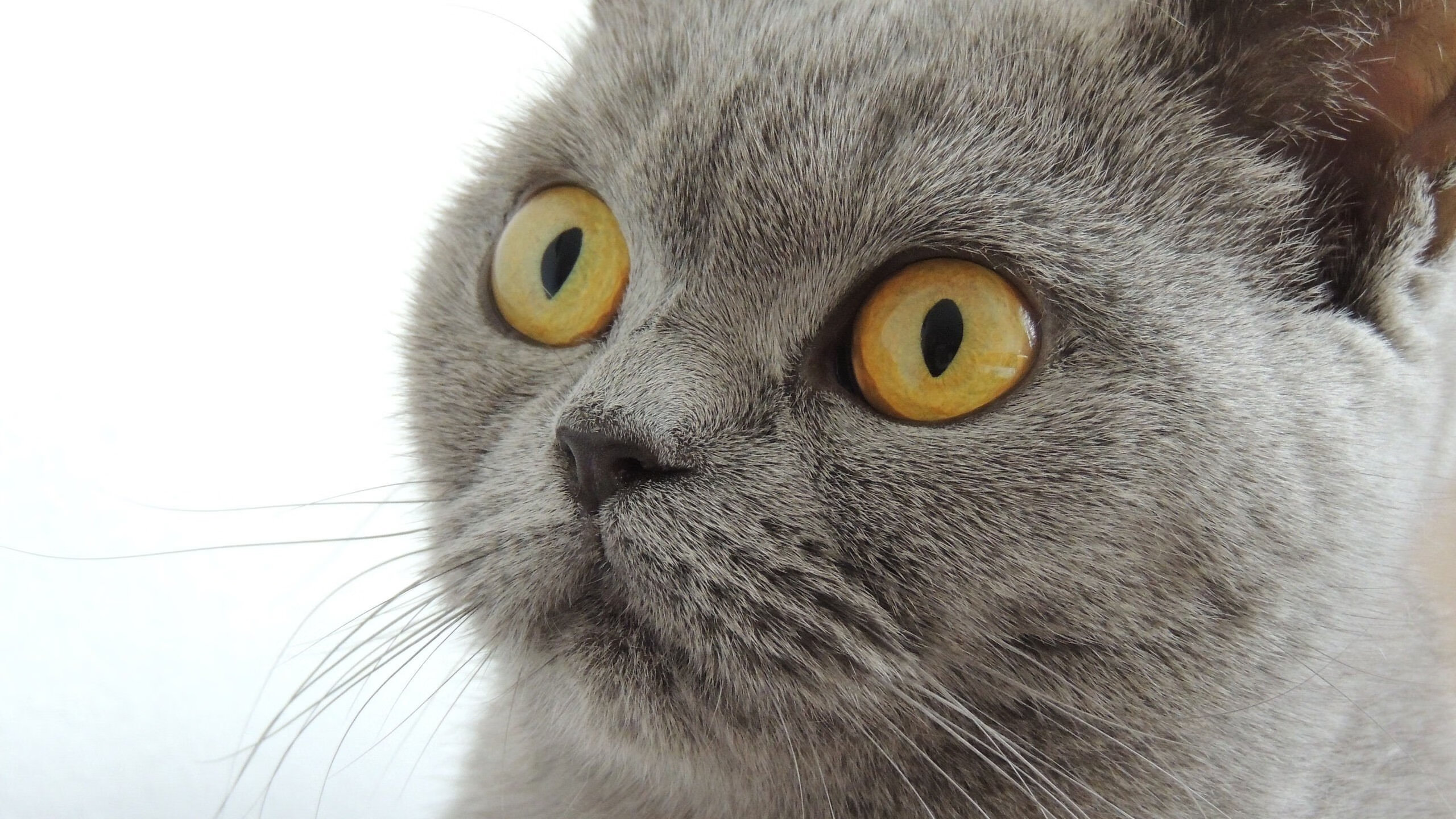 爱游戏官方-篮球与足球的碰撞，山西队绝境逆转热火，德罗赞英超戴帽助队登顶