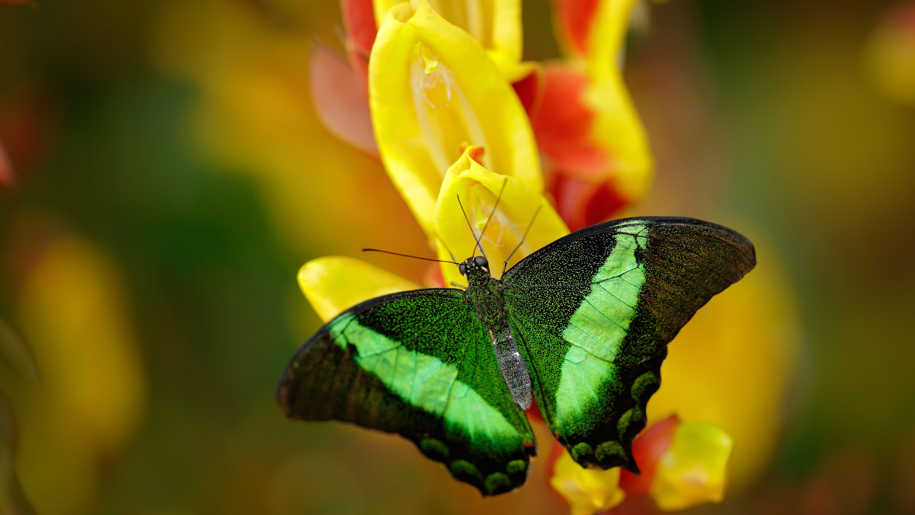 当世界陷入寂静,戈麦斯一剑封喉,诠释何为欧冠决赛的终极价值