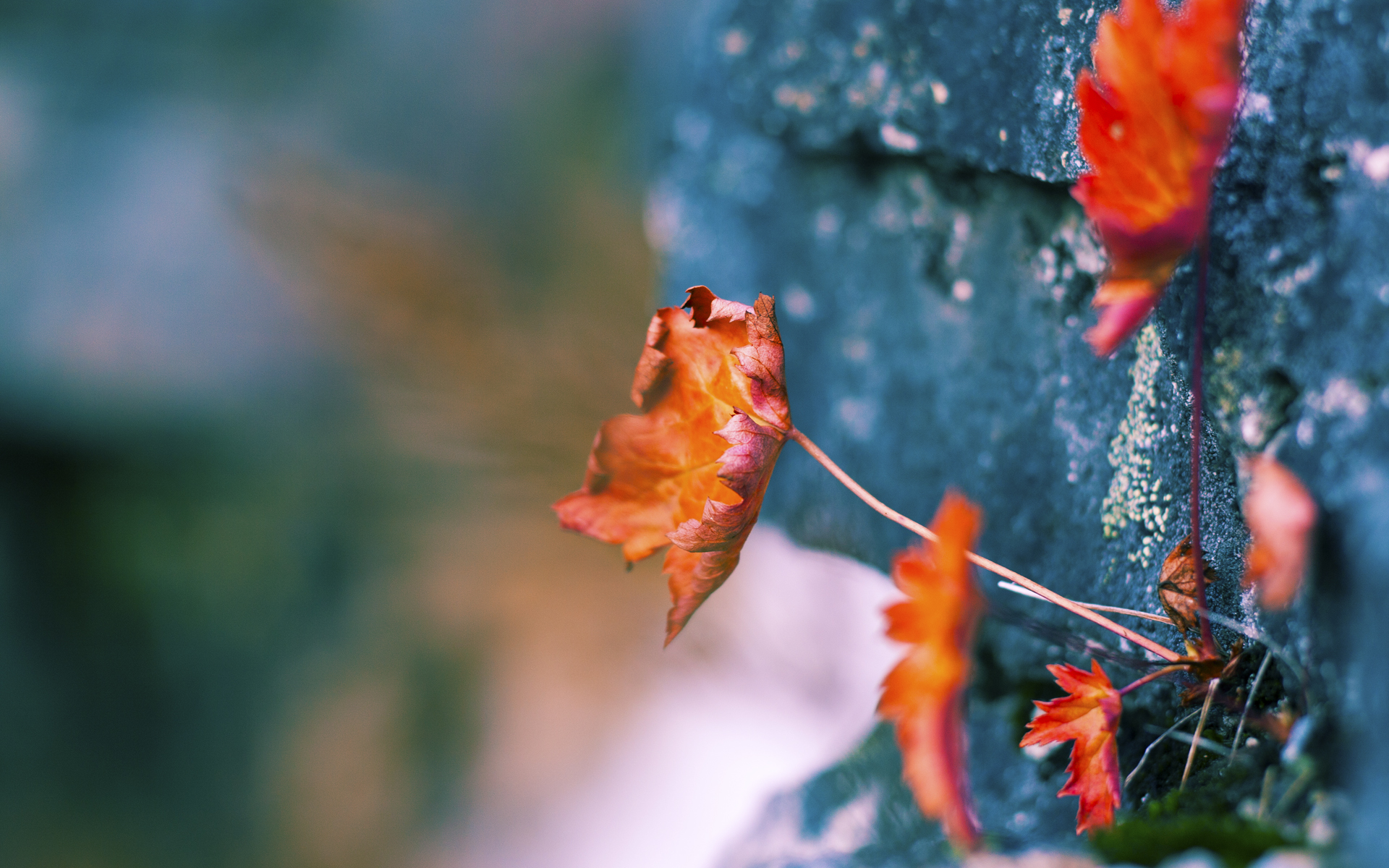 白鹿巷审判夜,凯恩以进球为刃,改写世界排名的天平