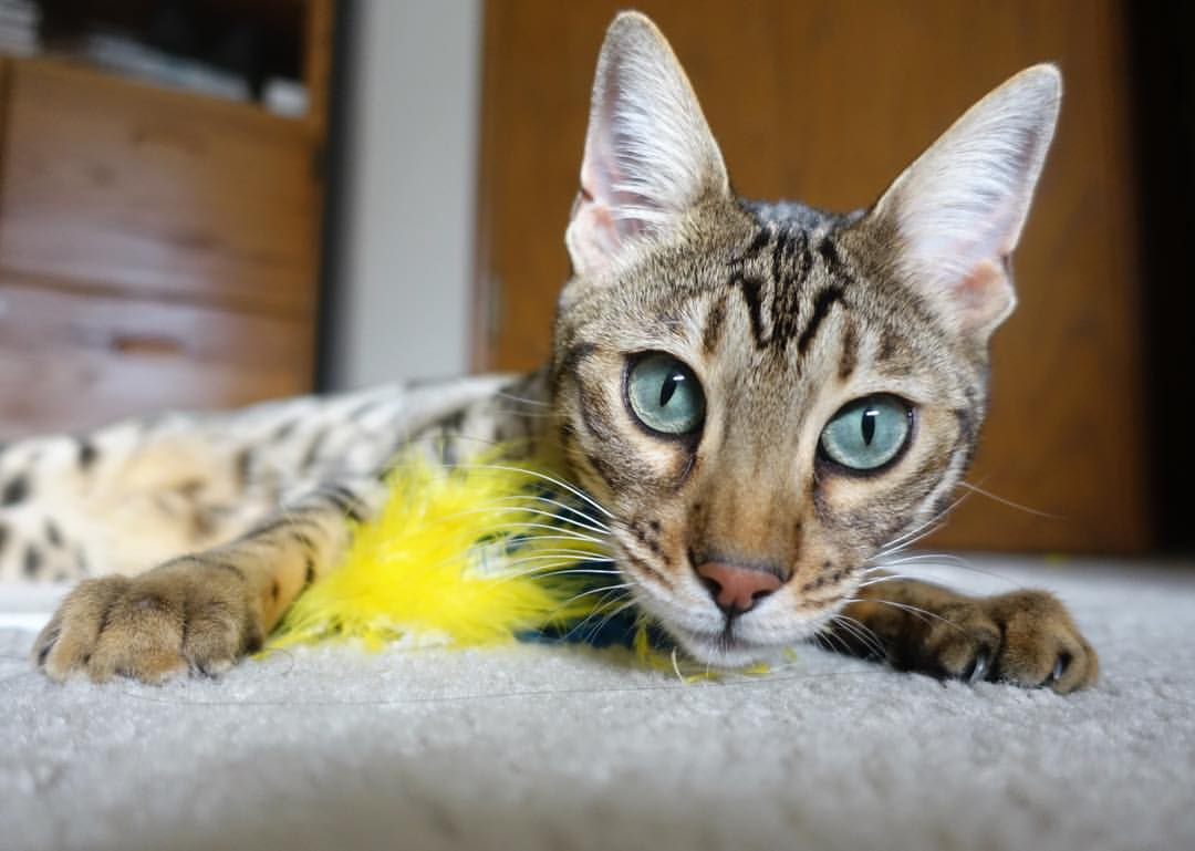 爱游戏APP-生死战之光，步行者逆袭掘金，总决赛焦点战惊心动魄