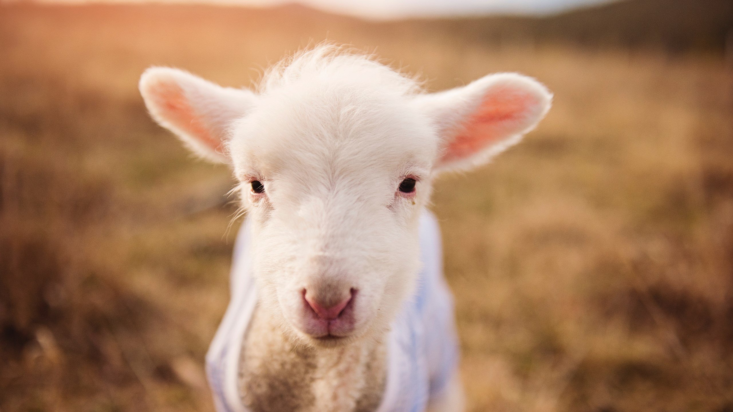 爱游戏官网-恩比德客串救主？诡异赛制下的绝杀疑云引爆联盟