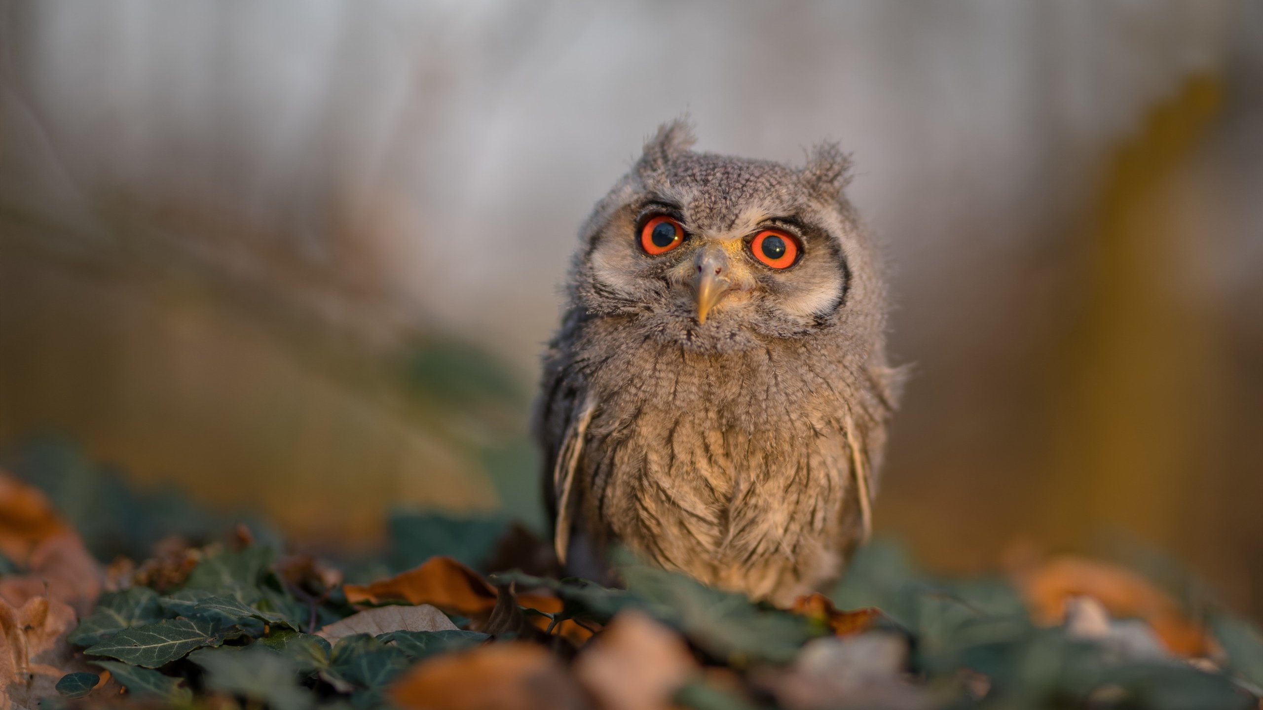 爱游戏娱乐-悬念与神迹，伊布2.1秒的抉择如何浇熄了新西兰的火焰？