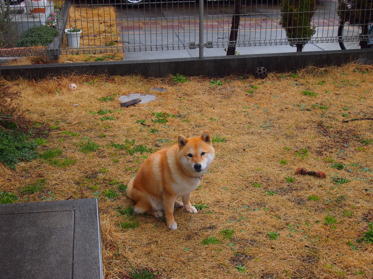 铁蹄踏碎亚特兰大,新王当立!福克斯三双收割胜利,步行者客场踏平老鹰