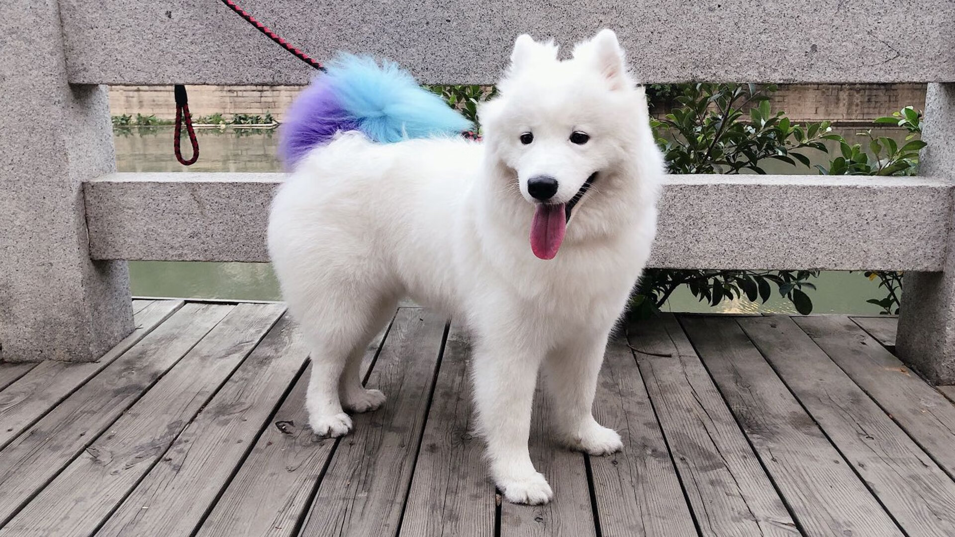 终结者贝林厄姆,当玻利维亚高原的奇迹吞噬墨西哥,一个英格兰少年如何成为美洲之殇的钥匙