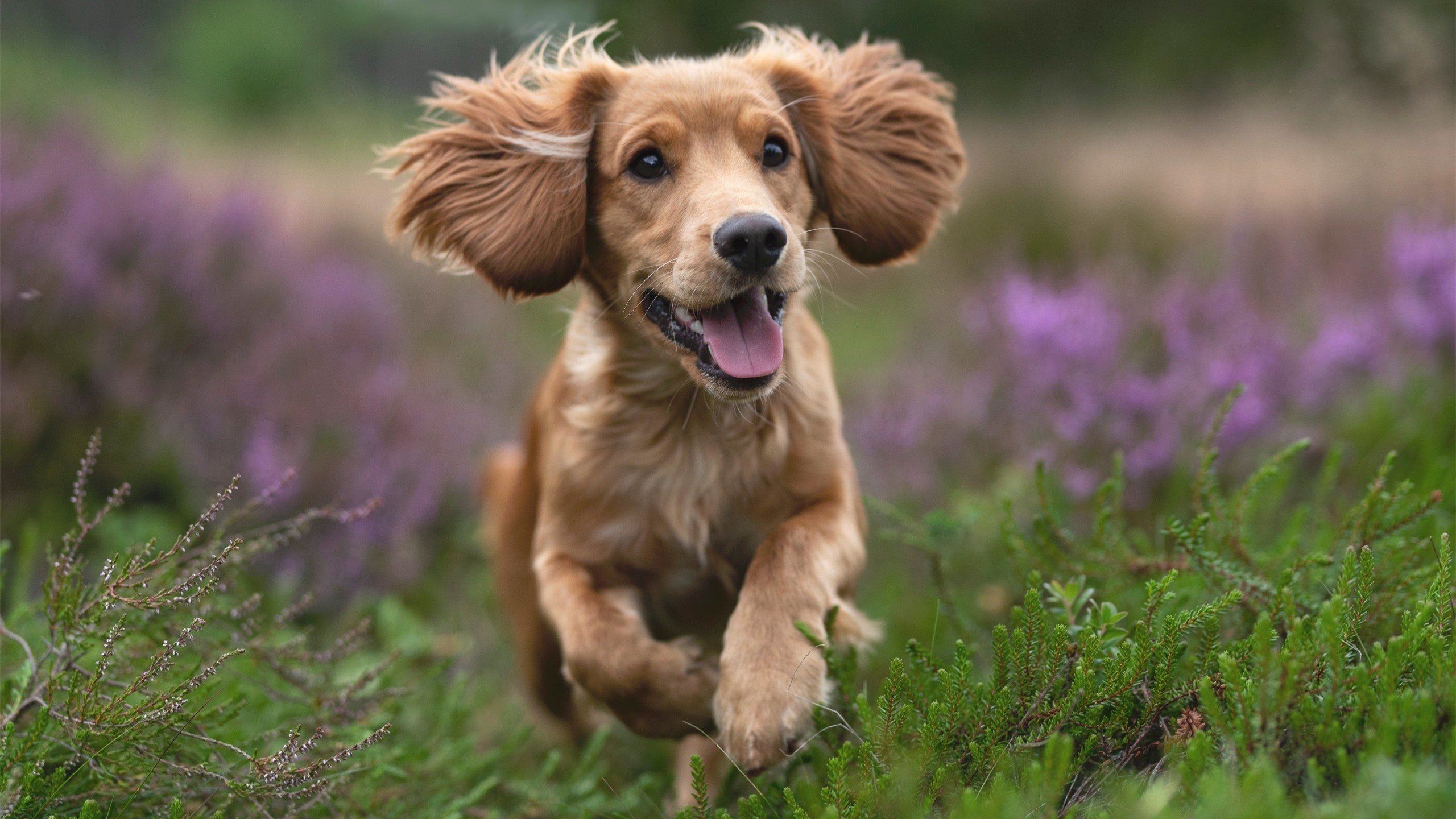 福克斯末节19分收割比赛!冷血三分+关键抢断,国王大场面先生非他莫属