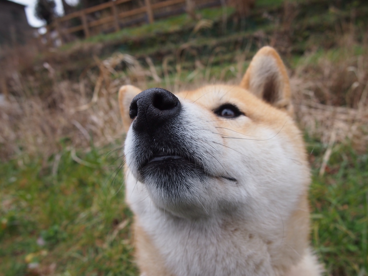 鹰击长空，F1摩纳哥街道赛焦点战，老鹰车队强行终结勇士车手三连冠梦