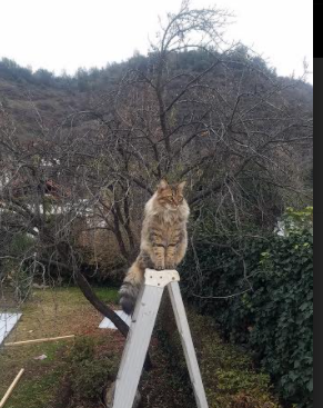 当太行山遇见落基山，约基奇的跨洋生涯夜
