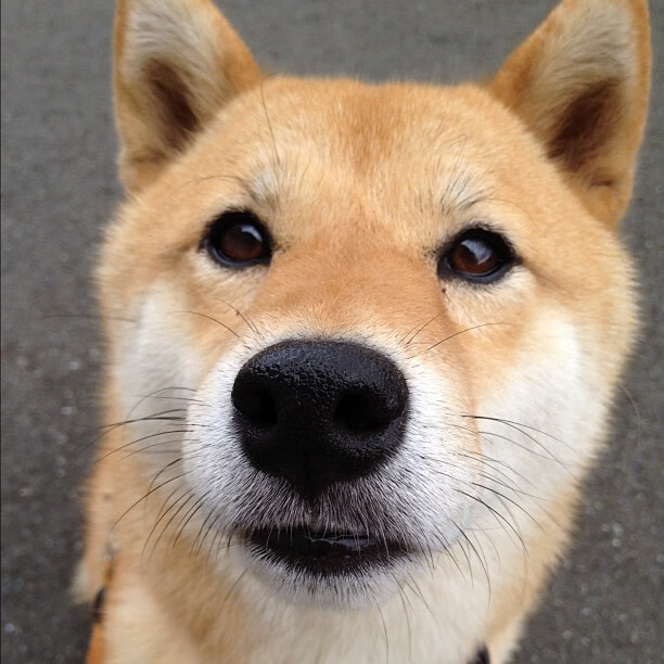 美加墨世界杯之夜，蒂亚戈中场魔术，点亮巨星之光