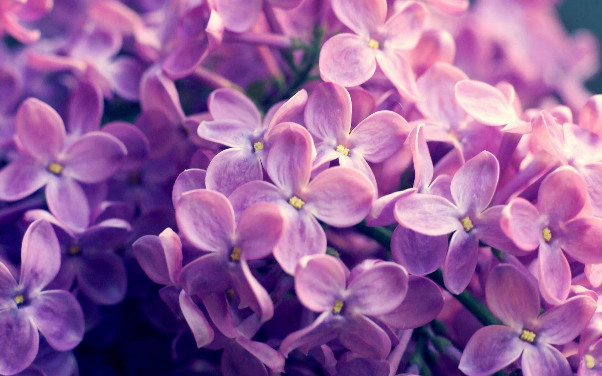 当F1方格旗为篮球而落，拉梅洛·鲍尔在巴林的非常规接管洛杉矶的篮球心脏被移植到黄浦江畔