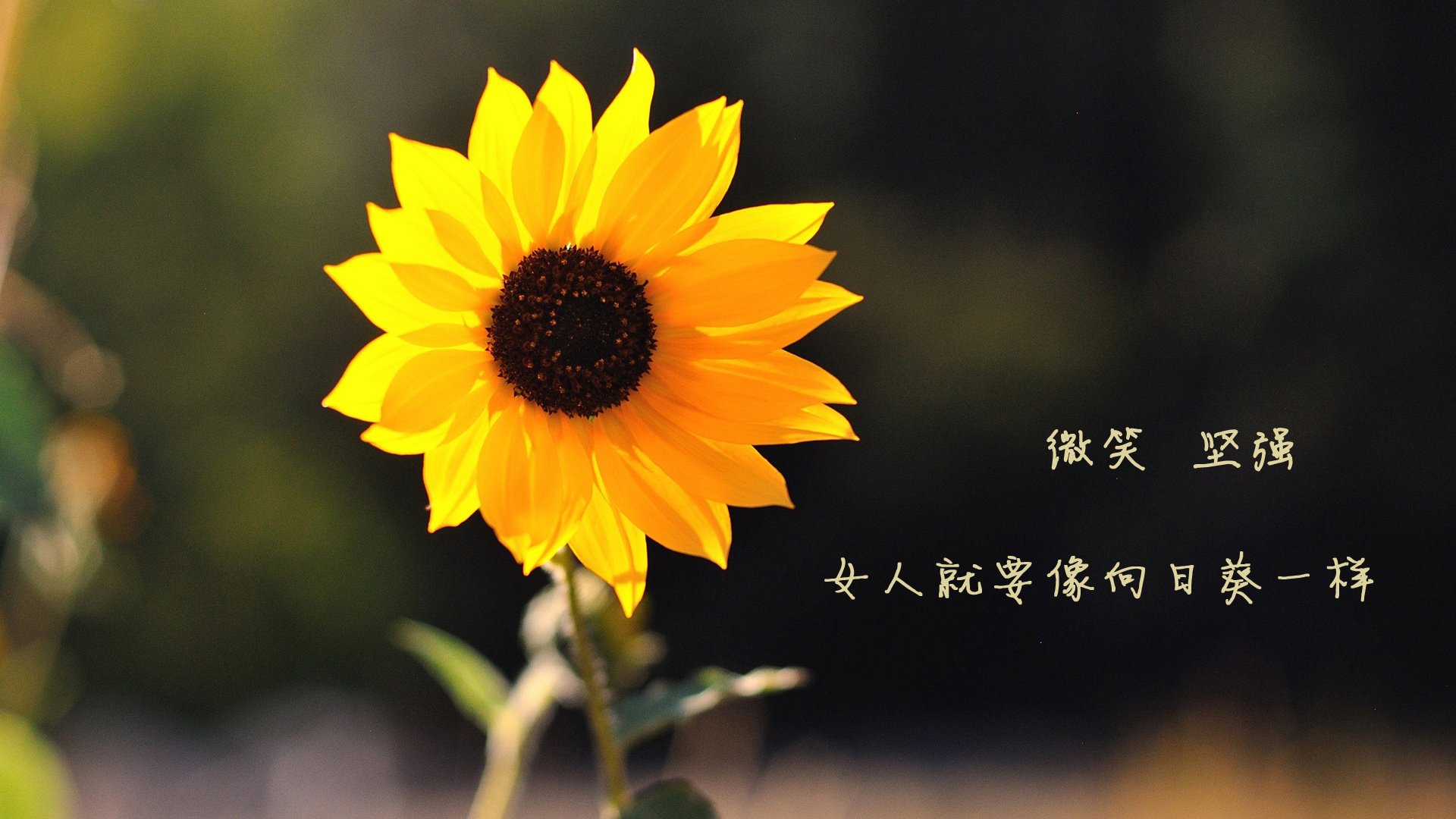 孤棋与狂想,卡拉斯科在美加墨的棋盘上接管生死战