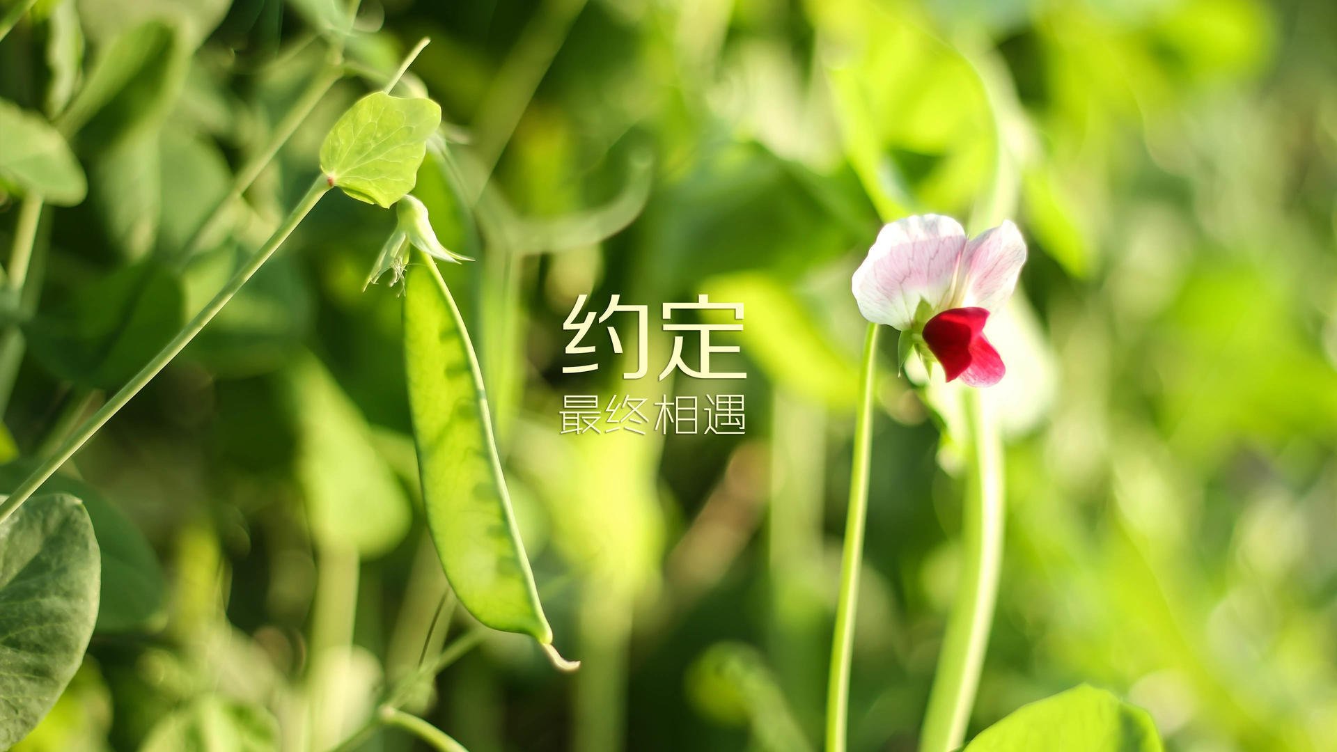 爱游戏大厅-2026世界杯历史重演，加纳惊天逆转奥地利，库尔图瓦神级指挥下的战术革命